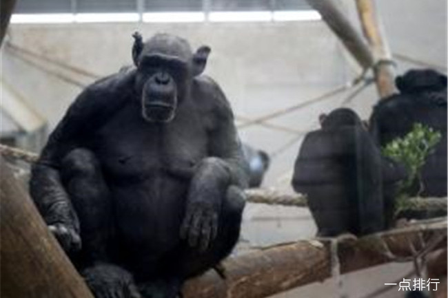 新西兰惠灵顿动物园